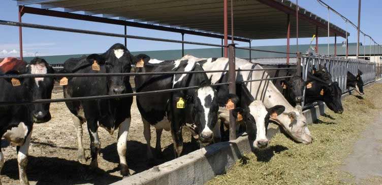 dairy cattle yield